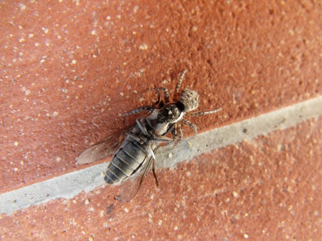 Menemerus semilimbatus